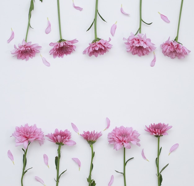 Pink flowers on white background, top view