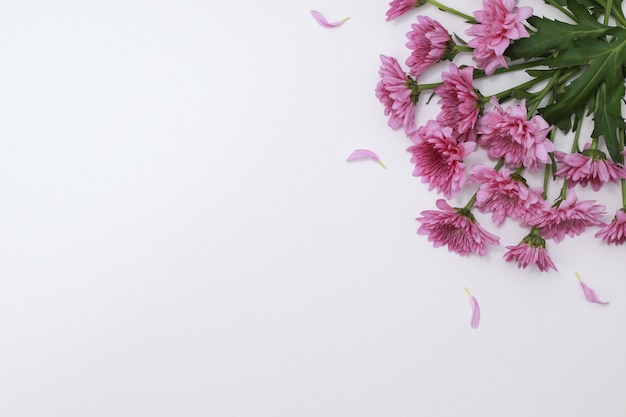 Pink flowers on white background, top view