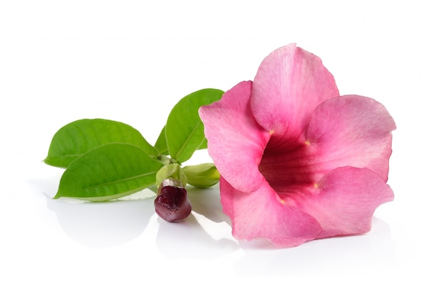 Pink flowers on white wall