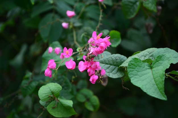 Pink flowers with bees flock