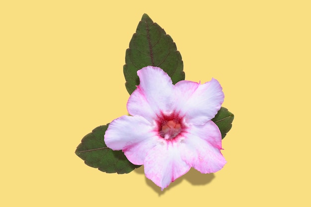 pink flowers with green leaves on yellow background