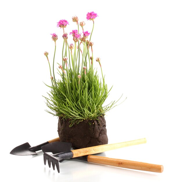 Pink flowers with instruments isolated on white