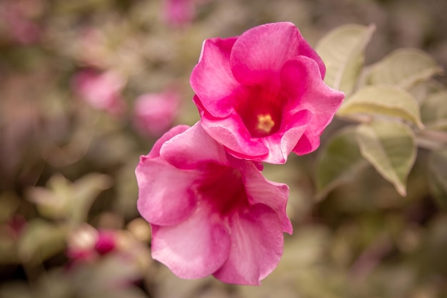 ピンク色の花 庭に2本のピンクの花をかせます