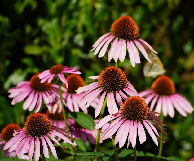 Photo pink flowers with some insects