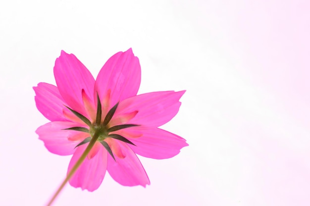 Under pink flowers with white background