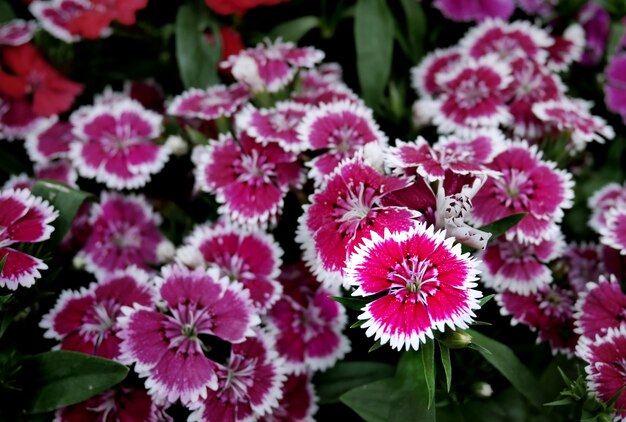 Pink Flowers with White Rim