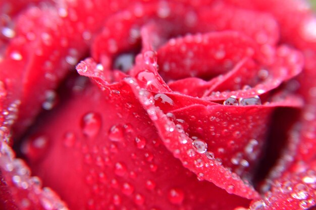 Photo pink flowers