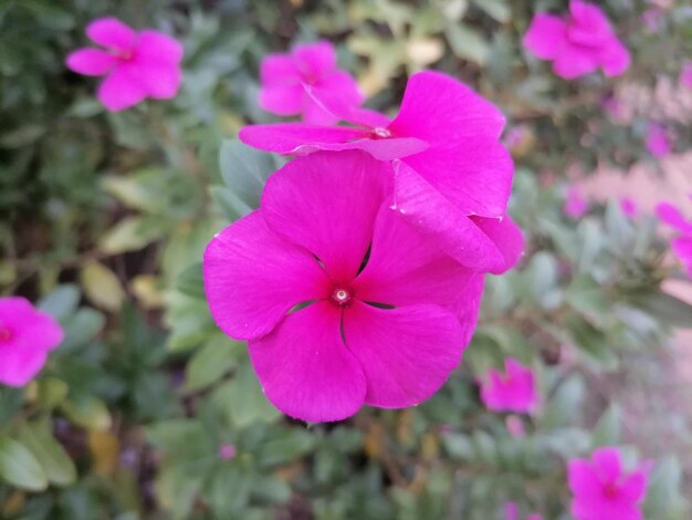 Photo a pink flowers