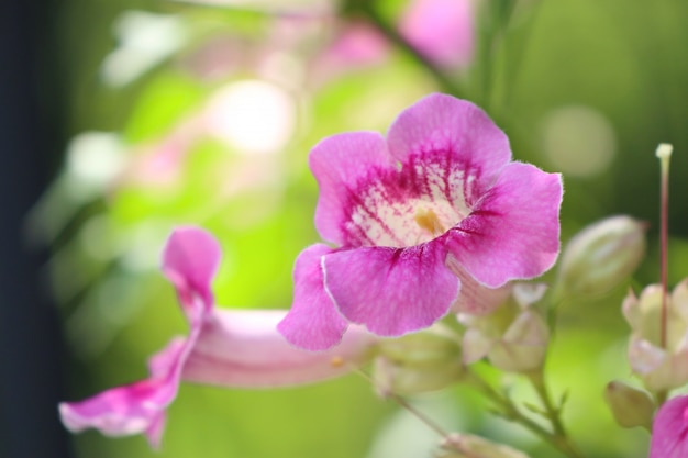 pink flowers