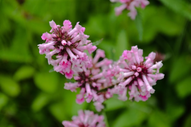 Photo pink flowers