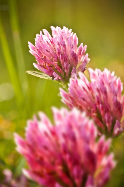 Pink flowers