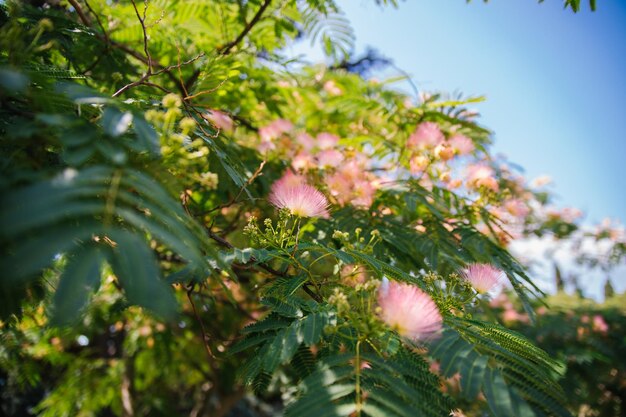 Pink fluffy flowers of the Persian silk tree Albizia julibrissin Japanese acacia or pink silk tree of the Fabaceae family Natural background and texture Garden and park decoration