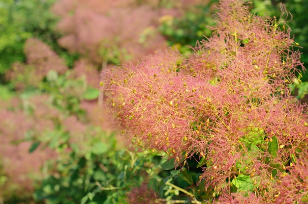 Pink fluffy flowers