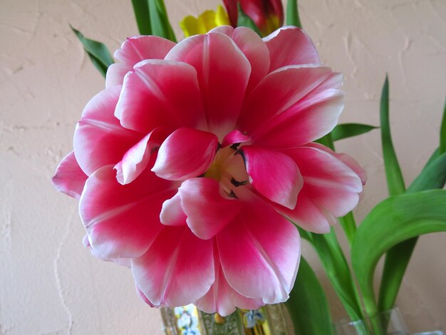 Pink fluffy tulip closeup