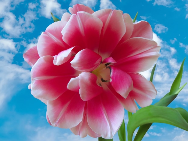 Pink fluffy tulip closeup