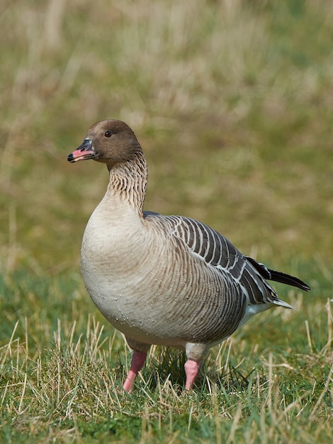 분홍색 발 거위 (Anser brachyrhynchus)