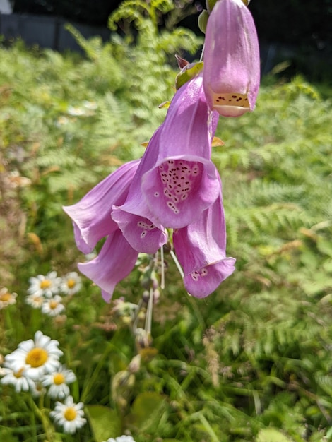 Pink Foxglove flowers with white flowers and greenery in the background