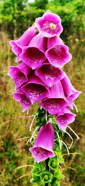 Foto fiori selvatici rosa