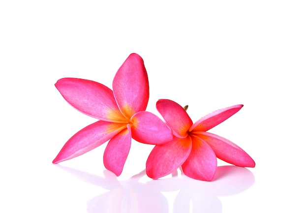 Pink frangipani flower isolated