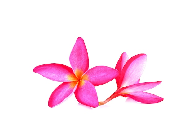 Pink frangipani flower on white