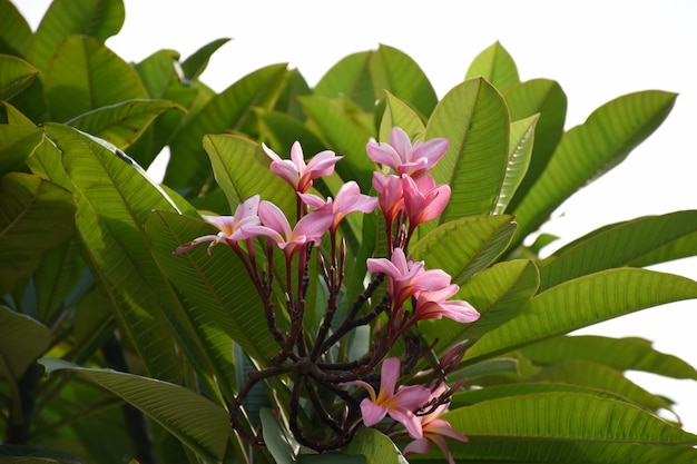 pink  frangipani flowers or plumeria flowers