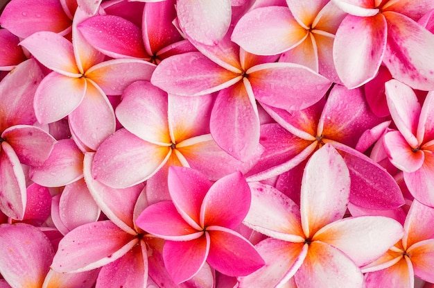 Pink Frangipani or Plumeria flowers background