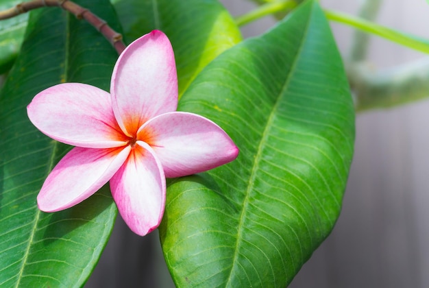 ピンクのフランジパニ熱帯の花プルメリアの花が新鮮な木に咲く