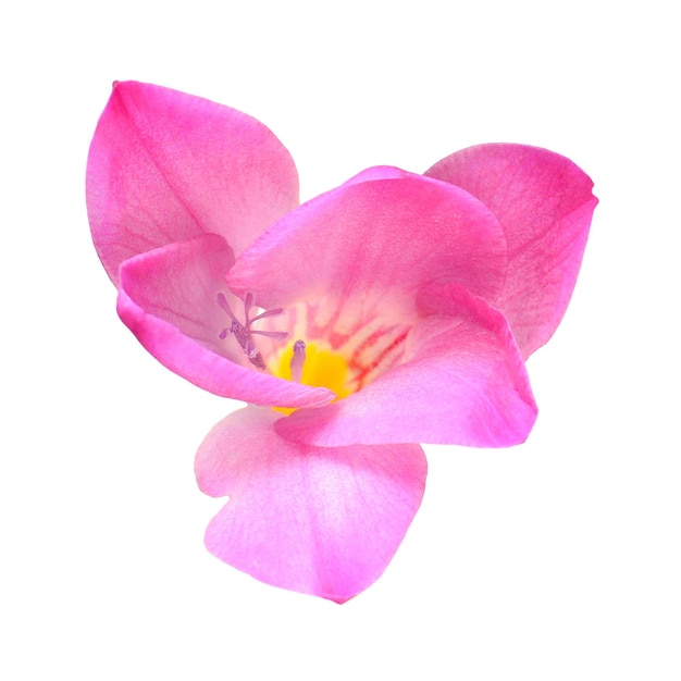색 배경 에 분홍색 프레시아 를 분리 한 아름다운 꽃