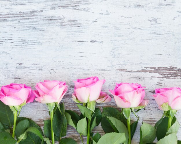 Pink fresh roses border on white wooden