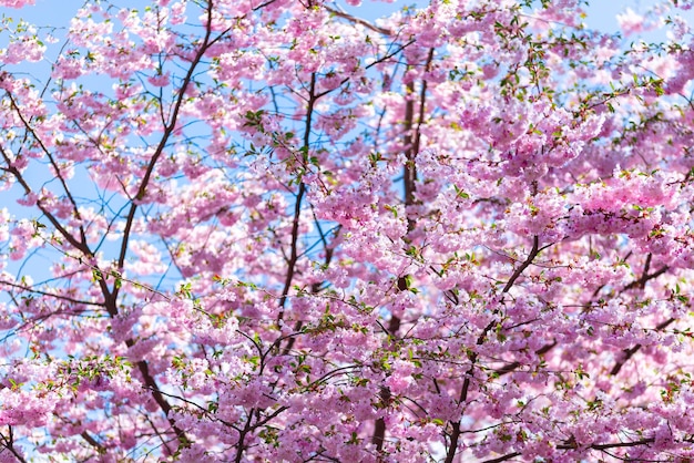 Pink fresh sakura blossom on blue sky background