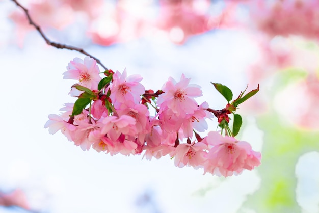 Pink fresh sakura blossom on blue sky background