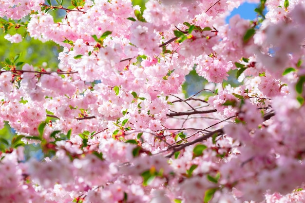 Pink fresh sakura blossom on blue sky background