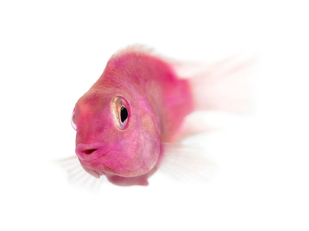 Pesce d'acqua dolce rosa isolato su bianco Foto Premium