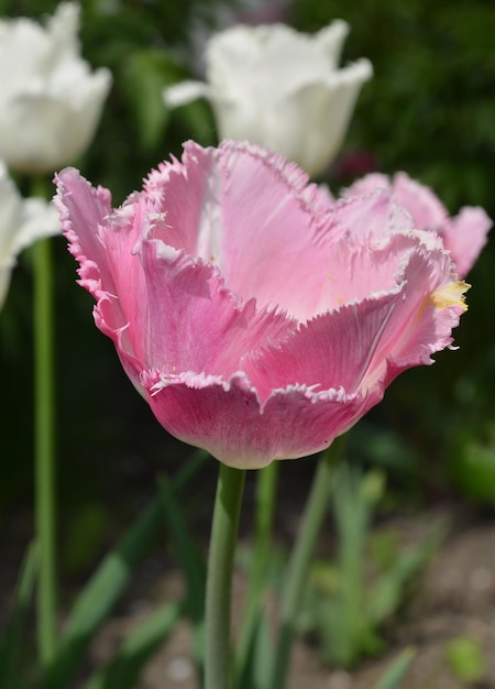 Pink fringed tulip in the garden