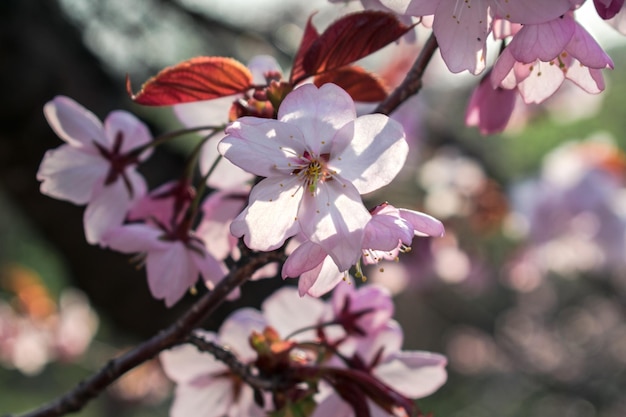 Pink fruit tree flowers on a branch backlit by the sun