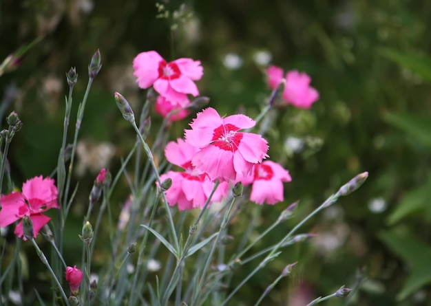 Pink garden carnations growing in garden.