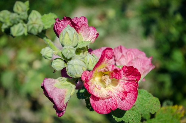 Pink garden decorative malva in bloom in summer in the garden