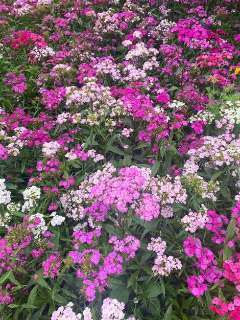 pink garden phlox