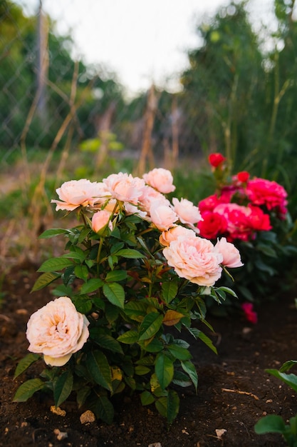 Pink garden rose on a bush in the summer garden Juicy bright greenery blurred background Beauty is in nature A blooming flower