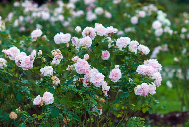 Pink garden shrub roses in bloom. Morden Blush Rose with lightly-scented white flowers with shell pink tones