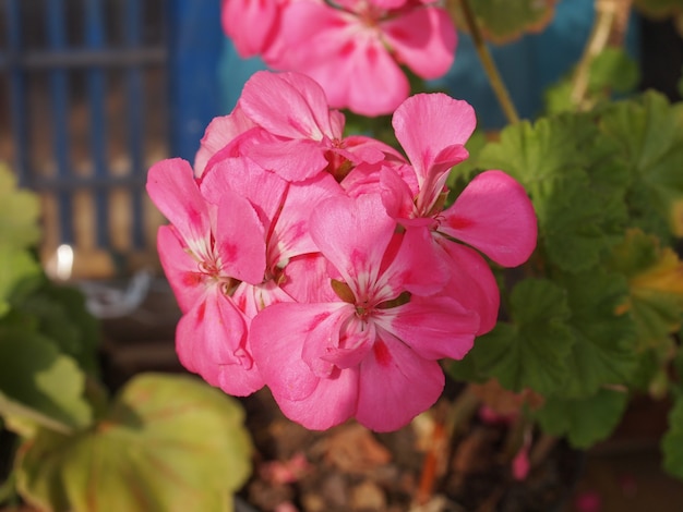 ピンクのゼラニウムの花