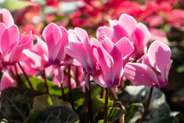 背景をぼかしの庭でピンクのゼラニウムの花