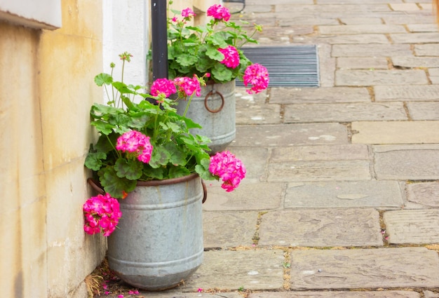 Pink geranium flowers in a pots near the door of the house urban street decor