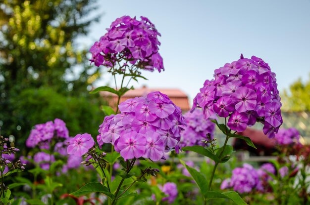 Pink geranium in the garden on a summer day.
