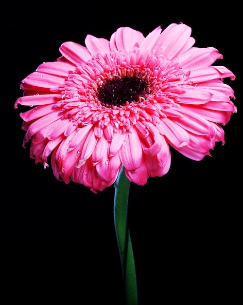 Pink Gerber Daisy Standing Tall