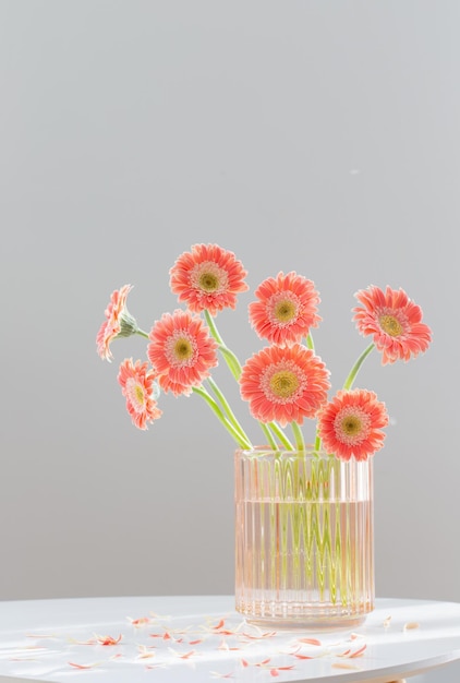 Pink gerber in glass pink vase on white modern table