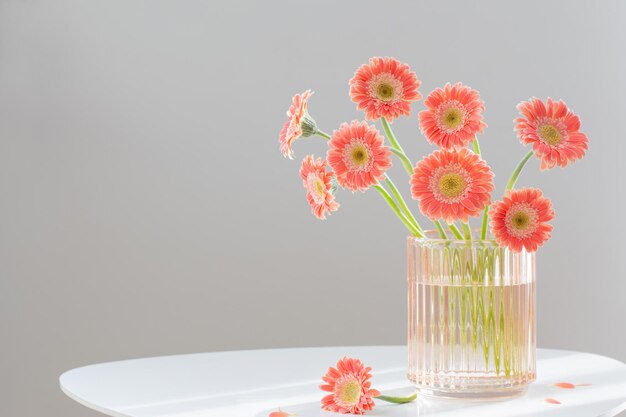 pink gerber in glass pink vase on white modern table