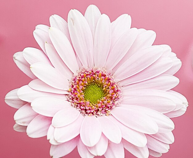 Photo pink gerbera daisy flower spring nature