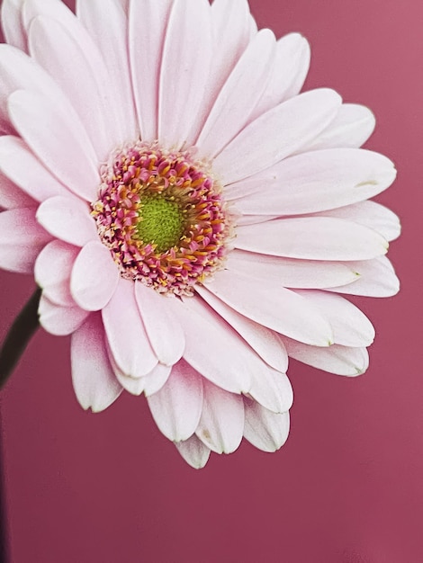 Розовая гербера ромашка цветок весенняя природа
