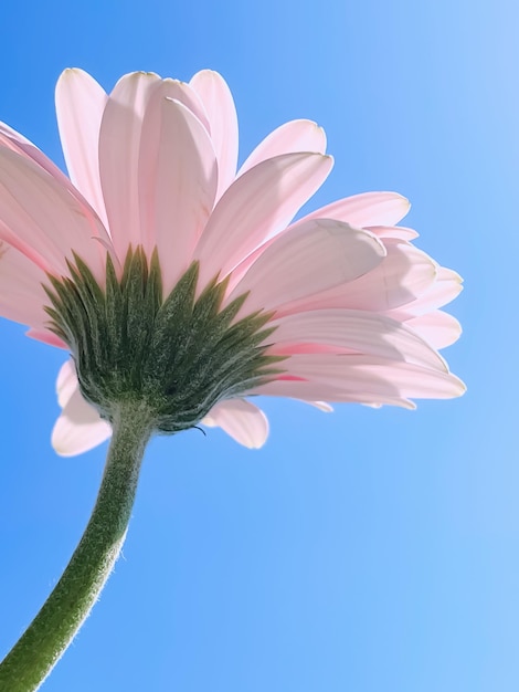 ピンクのガーベラのデイジーの花と晴れた空の春の自然の概念